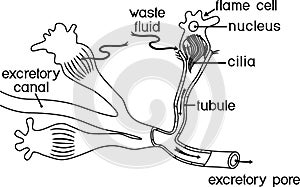 Coloring page with flatworm flame cell. Structure of element of excretory system with title. Protonephridia of planaria