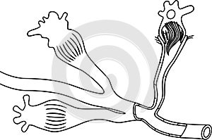 Coloring page with flatworm flame cell. Structure of element of excretory system with title. Protonephridia of planaria