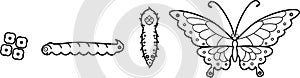 Coloring page. Life cycle of butterfly photo