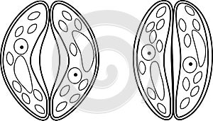 Coloring page. Guard cells of stoma photo