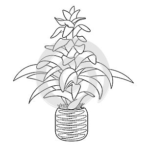 Coloring page with guzmania flower, house plant in pot