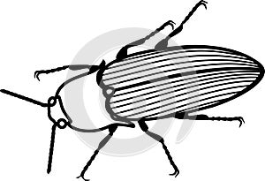 Coloring page. Imago of Click beetle photo