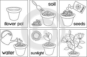 Coloring page. Instructions on how to plant flower in six easy steps with titles. Step by step