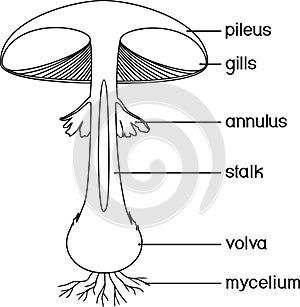 Coloring page with internal structure of fruiting body of fly agaric Amanita muscaria mushroom isolated on white