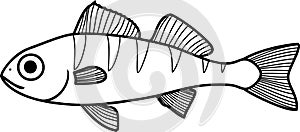 Coloring page with juvenile perch Perca fluviatilis freshwater fish