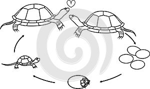 Coloring page with life cycle of European pond turtle Emys orbicularis.