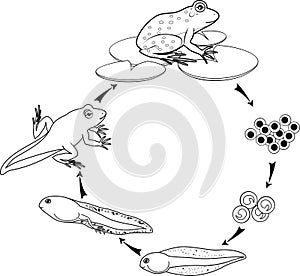 Coloring page. Life cycle of frog