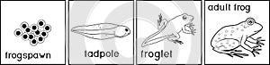 Coloring page. Life cycle of frog with titles