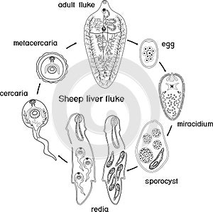 Coloring page with Life cycle of Sheep liver fluke Fasciola hepatica isolated on white