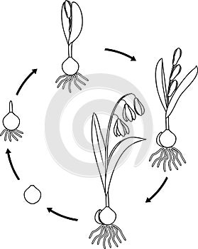 Coloring page with life cycle of Siberian squill or Scilla siberica.