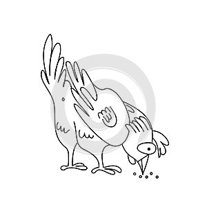 Coloring page outline of pecking chicken