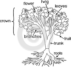 Coloring page. Parts of plant. Morphology of tree with crown, root, fruits and titles