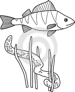 Coloring page with perch Perca fluviatilis fish