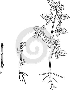 Coloring page. Raspberry vegetative reproduction scheme. Growth stages from propagule stem cutting to first year cane primocane