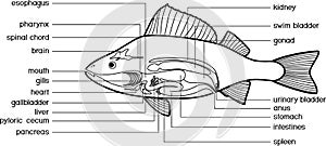 Coloring page with scheme of internal anatomy of fish. Educational material with structure of perch Perca fluviatilis