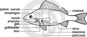 Coloring page with scheme of structure of fish digestive system. Educational material with structure of perch Perca fluviatilis