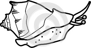 Coloring page. Sea snail Rapana