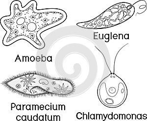 Coloring page. Set of unicellular organisms protozoa: Paramecium caudatum, Amoeba proteus, Chlamydomonas and Euglena viridis photo