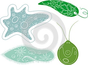 Coloring page. Set of unicellular organisms protozoa: Paramecium caudatum, Amoeba proteus, Chlamydomonas and Euglena viridis photo