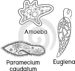 Coloring page. Set of unicellular organisms protozoa: Paramecium caudatum, Amoeba proteus and Euglena viridis photo