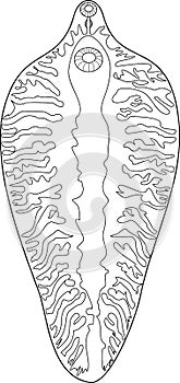 Coloring page with Sheep liver fluke Fasciola hepatica.