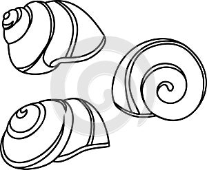 Coloring page with shell of White-lipped snail