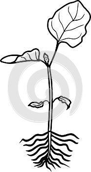 Coloring page. Small sprout of eggplant with leaves and root system