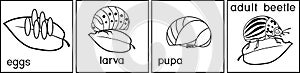 Coloring page. Stages of development of Colorado potato beetle or Leptinotarsa decemlineata from egg to adult insect