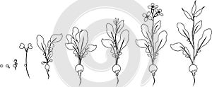 Coloring page. Stages of radish growth from seed and sprout to flowering and fruit-bearing plant