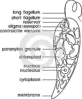 Coloring page with structure of Euglena viridis with titles