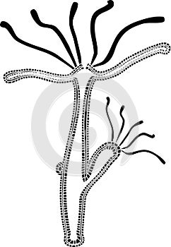 Coloring page with structure of Hydra Polyp