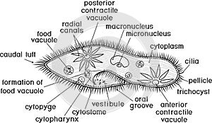 Coloring page. Structure of Paramecium caudatum with titles