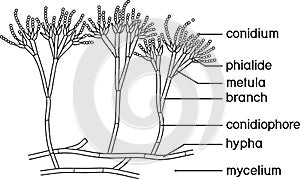 Coloring page with structure of Penicillium. Mycelium with conidiophore and conidium