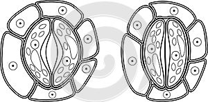 Coloring page. Structure of stomatal complex with open and closed stoma photo
