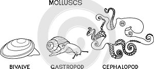 Coloring page with three types of molluscs: cephalopod, gastropod, bivalve.