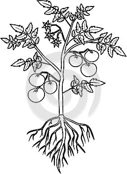 Coloring page. Tomato plant with leaf, ripe tomatoes, flowers and root system