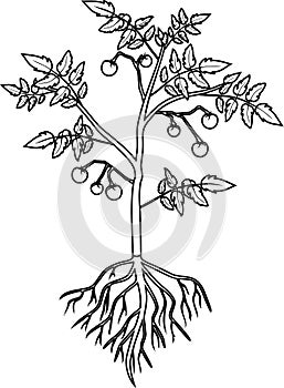 Coloring page. Tomato plant with leaf, unripe tomatoes, flowers and root system