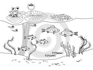 Coloring page with underwater pond landscape with perches fishes, tadpoles, frog and aquatic plants. Pond ecosystem