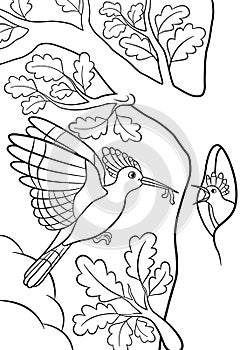 Coloring pages. Mother hoopoe feeds her little cute baby photo