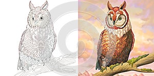 Coloring page and watercolor picture with owl