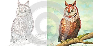 Coloring page and watercolor picture with owl