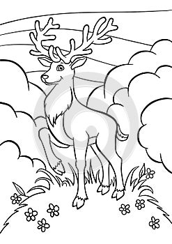 Coloring pages. Animals. Little cute deer. photo