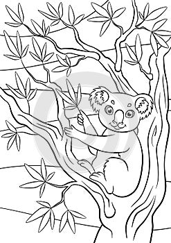 Coloring pages. Animals. Little cute koala.