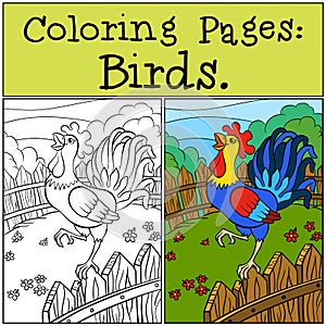 Coloring Pages: Birds. Beautiful rooster.