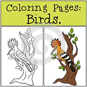 Coloring Pages: Birds. Cute beautiful hoopoe on the tree branch