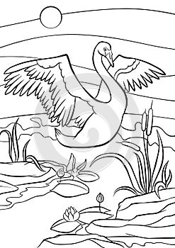 Coloring pages. Birds. Cute beautiful swan. photo