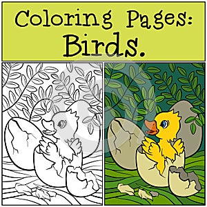 Coloring Pages: Birds. Little cute duckling in the egg.