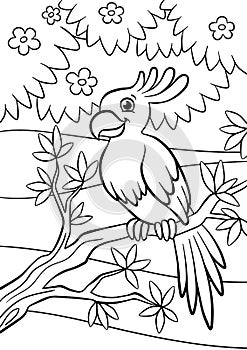 Coloring pages. Birds. Little cute parrot. photo