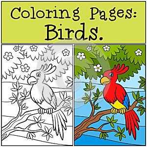 Coloring Pages: Birds. Little cute parrot.