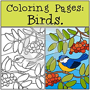 Coloring Pages: Birds. Little cute titmouse.